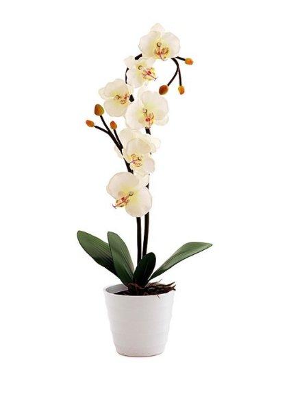 Лучшие советы по пересадке орхидеи в домашних условиях - фото