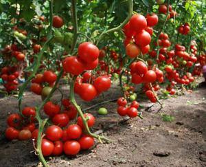 Как подвязывать помидоры в теплице - фото