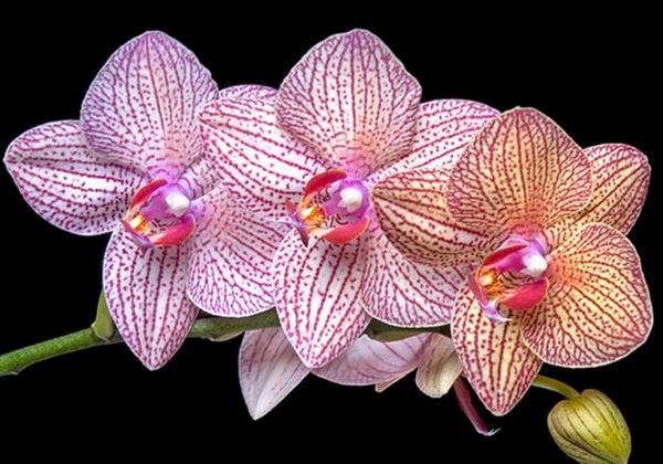 Как поливать орхидею в домашних условиях с фото