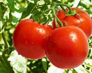 Как посадить и вырастить рассаду помидор: видео урок с фото