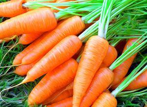 Как правильно посадить морковь - фото
