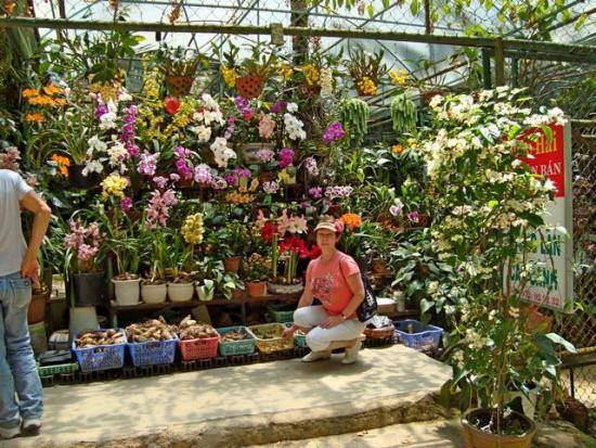Как посадить орхидею из Вьетнама: рекомендации по пересадке - фото