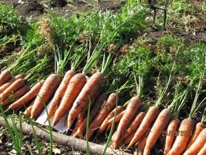 Технология посева, выращивания и ухода за морковью с фото