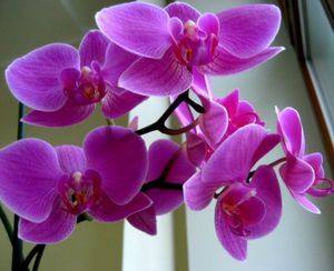 Как правильно ухаживать за орхидеями дома - фото