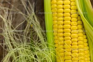 Когда сажать кукурузу и как правильно ухаживать за ней? - фото
