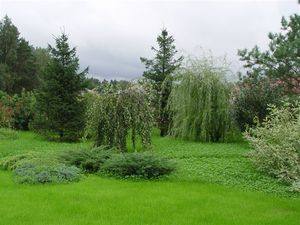 Быстрорастущие деревья и кустарники на вашем участке с фото