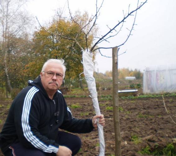 Как укрыть яблони на зиму  готовим деревья к холодам с фото