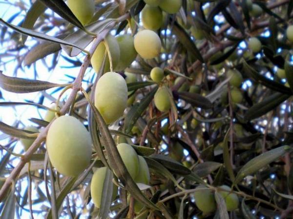 Как посадить оливки из косточки в домашних условиях и как вырастить оливковое дерево дома