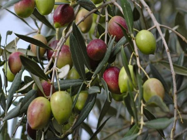 Как посадить оливки из косточки в домашних условиях и как вырастить оливковое дерево дома