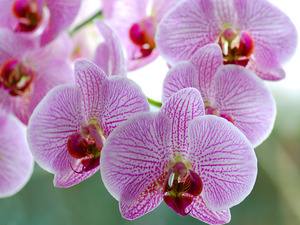 Выращивание орхидей в домашних условиях - фото