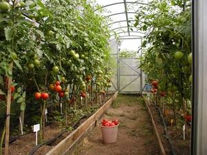 Как выращивать помидоры в теплице, уход за томатами с фото