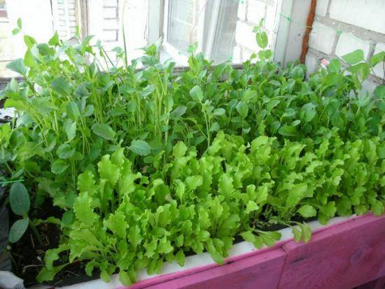 Как вырастить зелень дома в зимний период - фото
