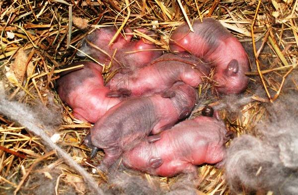 Особенности ухода за новорожденными крольчатами - фото