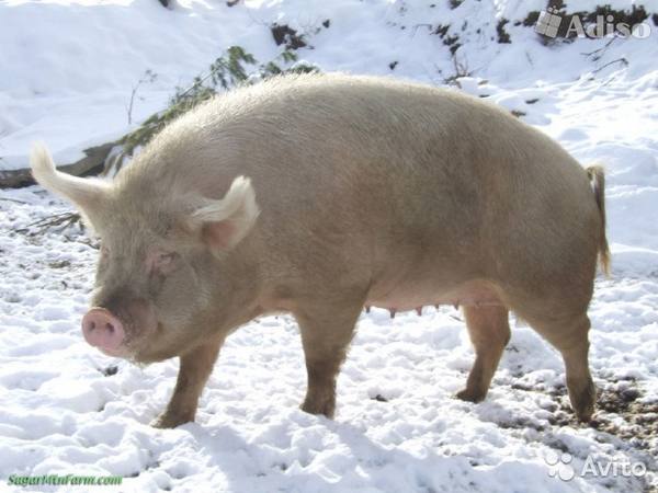 Какие породы свиней разводят в Алтайском крае: фото - фото