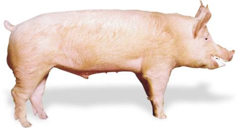 Какие породы свиней разводят в Башкирии - фото