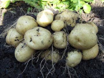 Какой тип плода картофеля и чем он характерен с фото