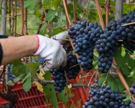 Календарь виноградаря: уход за виноградом по сезонам с фото