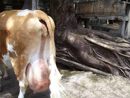 Катаральный мастит у коров: симптомы и лечение - фото