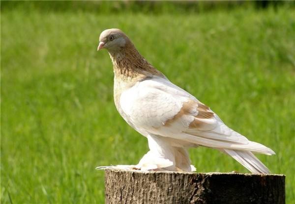 Туркменский агаран - элитная и красивая порода бойных голубей - фото