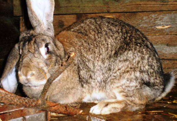 Кролики Ризен, или Немецкий гигант с фото