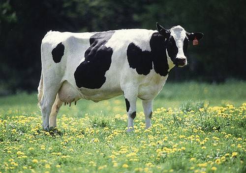Характеристики голштинской породы коров: цены, фото, отзывы - фото