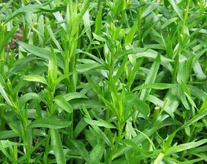 Тархун трава: особенности использования и выращивания - фото