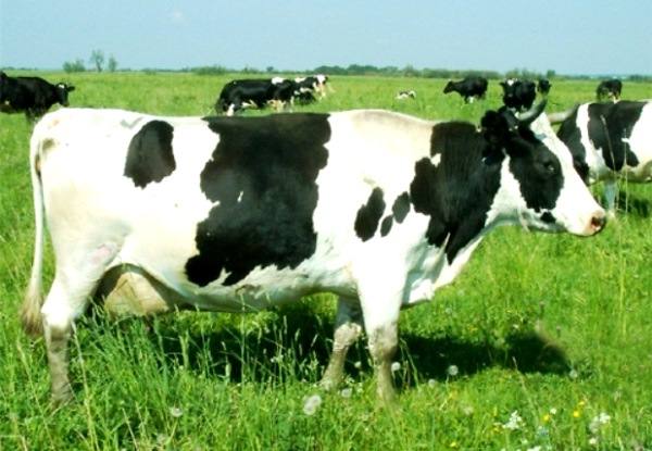 Холмогорские породы коров - лучшие молочники - фото