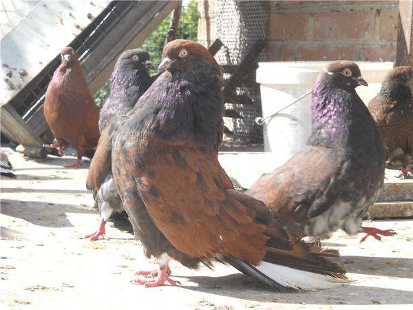 В чем уникальность породы Кировоградских голубей с фото