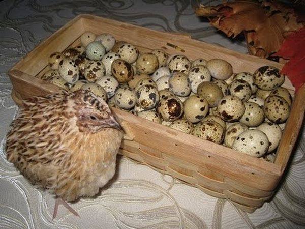 Когда начинают нестись перепела и сколько яиц в день приносят - фото