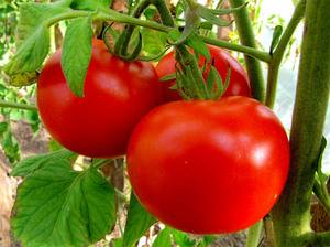 Советы огородникам: нужно ли помидоры пикировать и когда? - фото