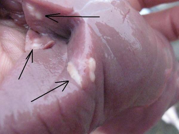 Кокцидиоз у свиней: симптомы и эффективное лечение - фото
