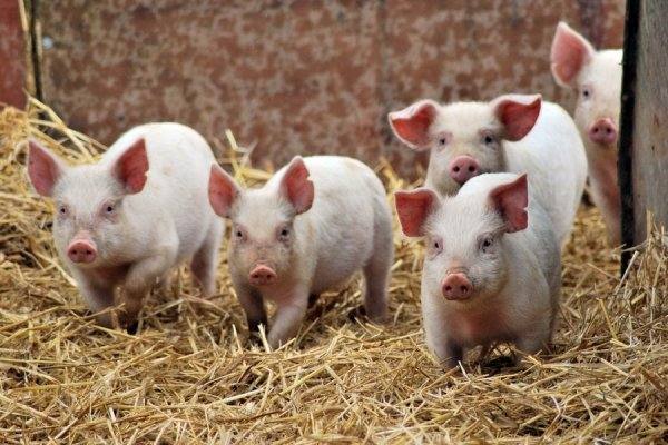 Особенности кормления свиней комбикормом - фото