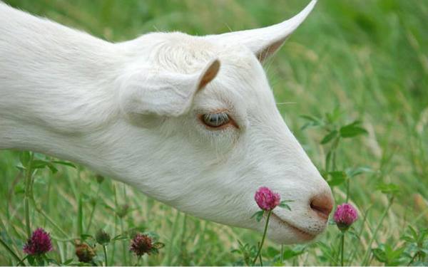 Комолая (безрогая) коза - вся информация о породе и ее особенностях - фото