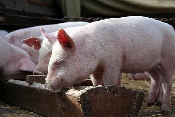 Какие бывают кормушки для свиней и как сделать самому - фото