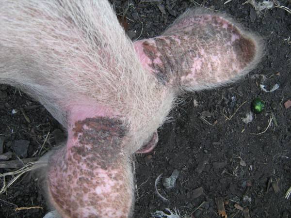 Короста у свиней: лечение народными средствами - фото