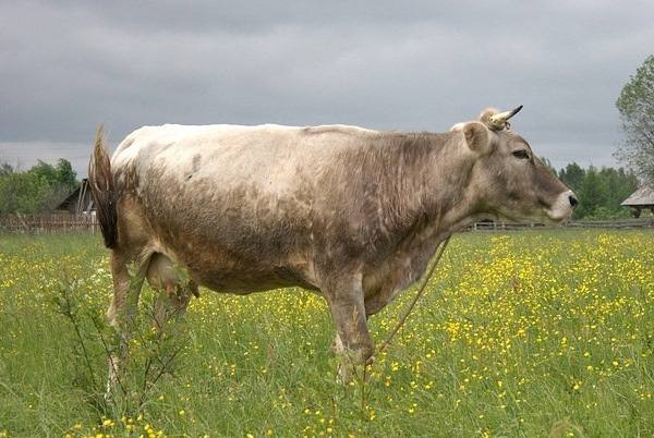 Лучшие удои от костромских коров с фото