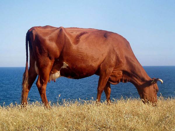 Красная степная порода коров: характеристика и фото с фото