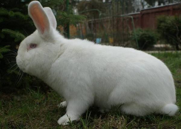 Полная информация о кроликах породы Белый великан - фото