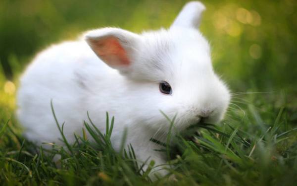 Кролик породы Гермелин - польский пушистый зверек с фото