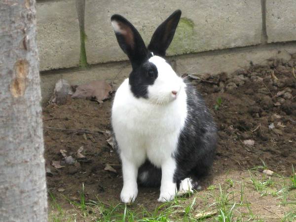 Кролики голландской породы: фото и описание - фото