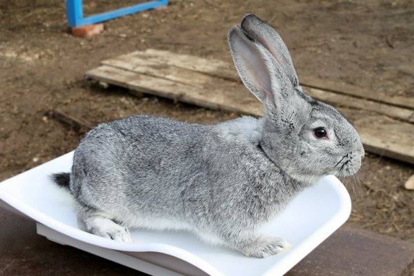 Какие бывают кролики мясных пород для разведения в России - фото
