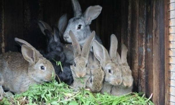 Содержание и разведение кроликов на дачном участке - фото