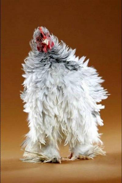 Курчавая порода кур: характеристика, описание и фото