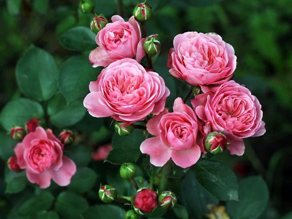 Лучшие кустовые розы: белые, розовые, желтые с описанием и фото - фото