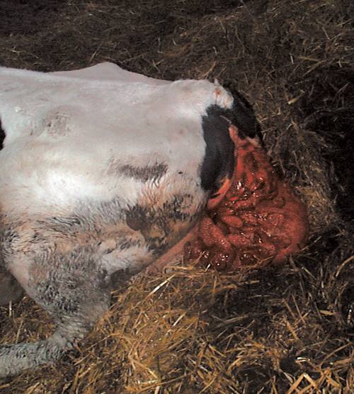 Лечение эндометрита у коров в домашних условиях с фото