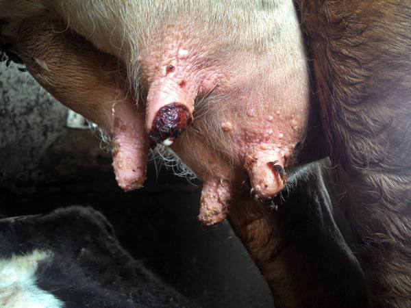 Лечение папилломатоза на животе у коров  - фото