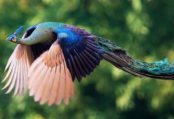 Умеют и летают ли удивительные птицы павлины с фото