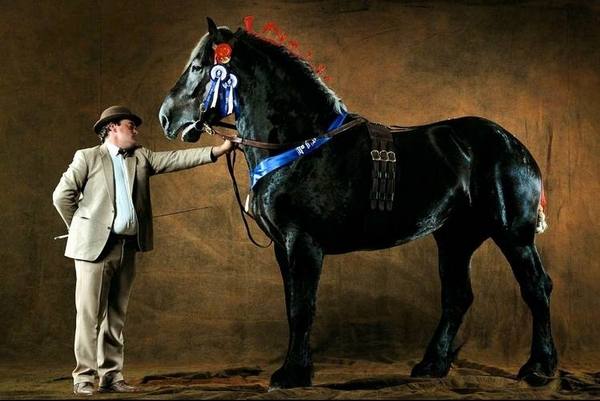 Лошадь породы першерон: фото, цена и описание - фото