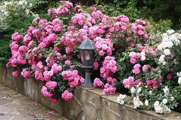 Почвопокровные розы для сада: описание сортов - фото