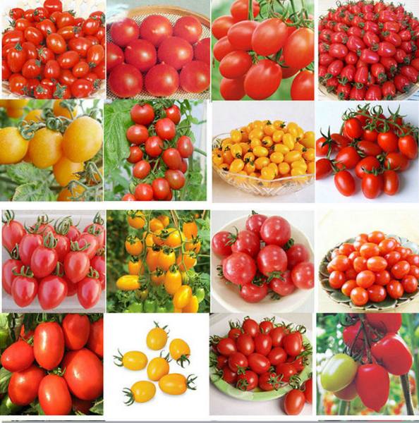Как выбрать лучший сорта томатов для выращивания в Подмосковье - фото